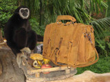 High quality tan full grain leather briefcase in Phuket with a monkey next to it.