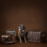 High quality leather trunk that will be a vintage antique one day in a museum. It is a dark brown steamer trunk that was old time luggage back in the day on trains and ships. This is with a mastiff.