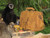 High quality tan full grain leather briefcase in Phuket with a monkey next to it.