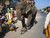 High quality dark brown full grain leather briefcase being stomped on by an elephant in India.