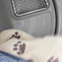 Maytag® 7.4 Cu. Ft. Pet Pro Top Load Gas Dryer with Extra Power and Sanitize Cycle MGD7205RF