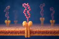 what are antibodies