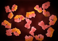 TRF1 Antibody: A Key Tool in Telomere Research