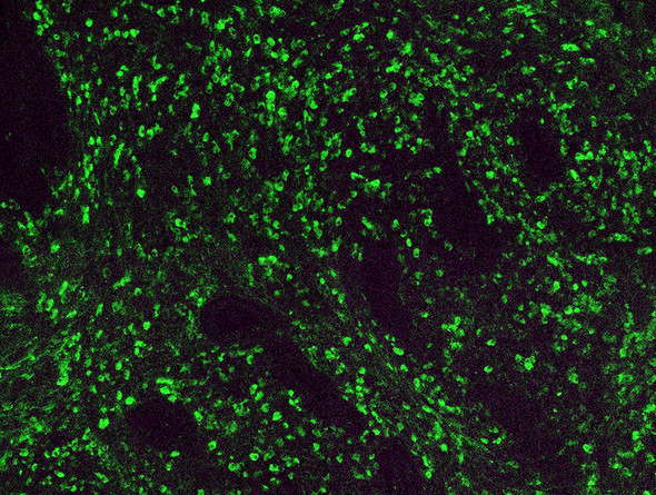 Kappa Light Chain Antibody with FITC Tag