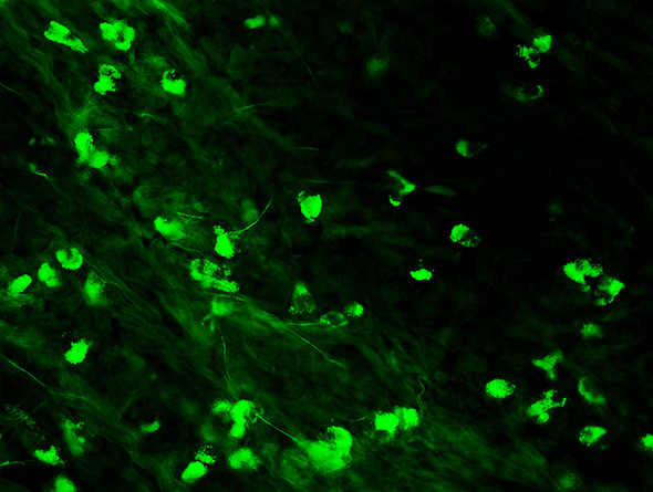 IgA Antibody with FITC Tag (1ml)