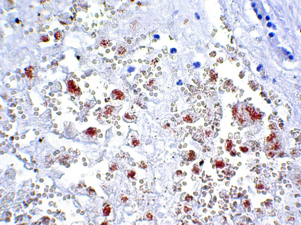 StatLab HCS Copper Control Slides, adhesive slide