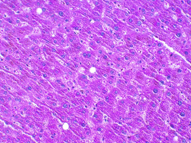 StatLab HCS Glycogen Control Slides, adhesive slide