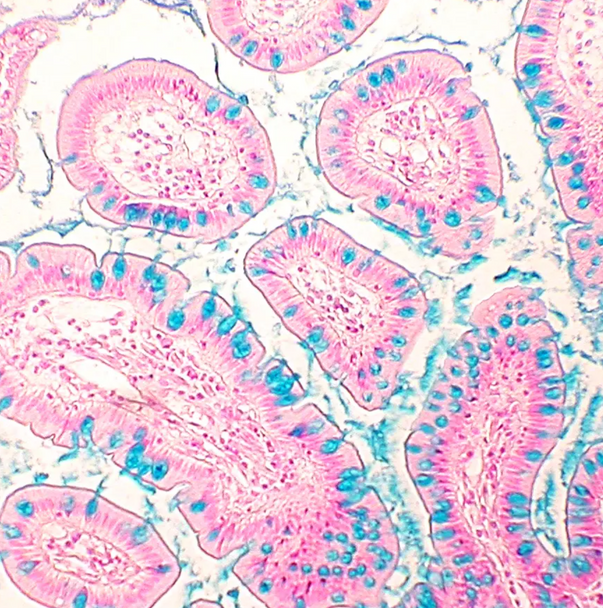 StatLab HCS Alcian Blue Control Slides, adhesive slide