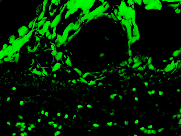 C3C Complement with FITC tag 1ml