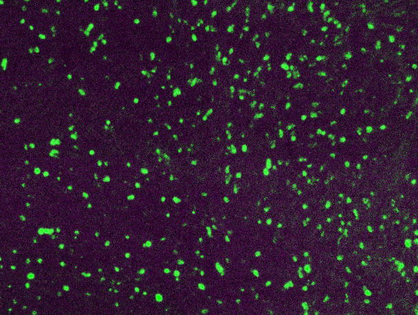 Lambda Light Chain Antibody with FITC Tag