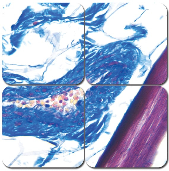 Carstair's Stain Kit, Pint