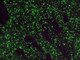 Kappa Light Chain Antibody with FITC Tag