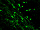 IgM Antibody with FITC tag 1ml