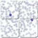 Wright-Giemsa Stain Kit, Pint