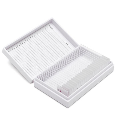 StatLab Skeletal Muscle Control Slides, adhesive slide. 25 slides / box