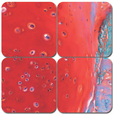 Safranin O Cartilage Stain Kit - MasterTech