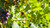 Four Doors 2023 hosted asset: Magnific 2x editorial Cabernet fruit
