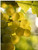 2025 Riverain Sauvignon Blanc, Yountville