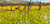 2022 Reynolds Family Winery Estate Cabernet Sauvignon, Napa Valley