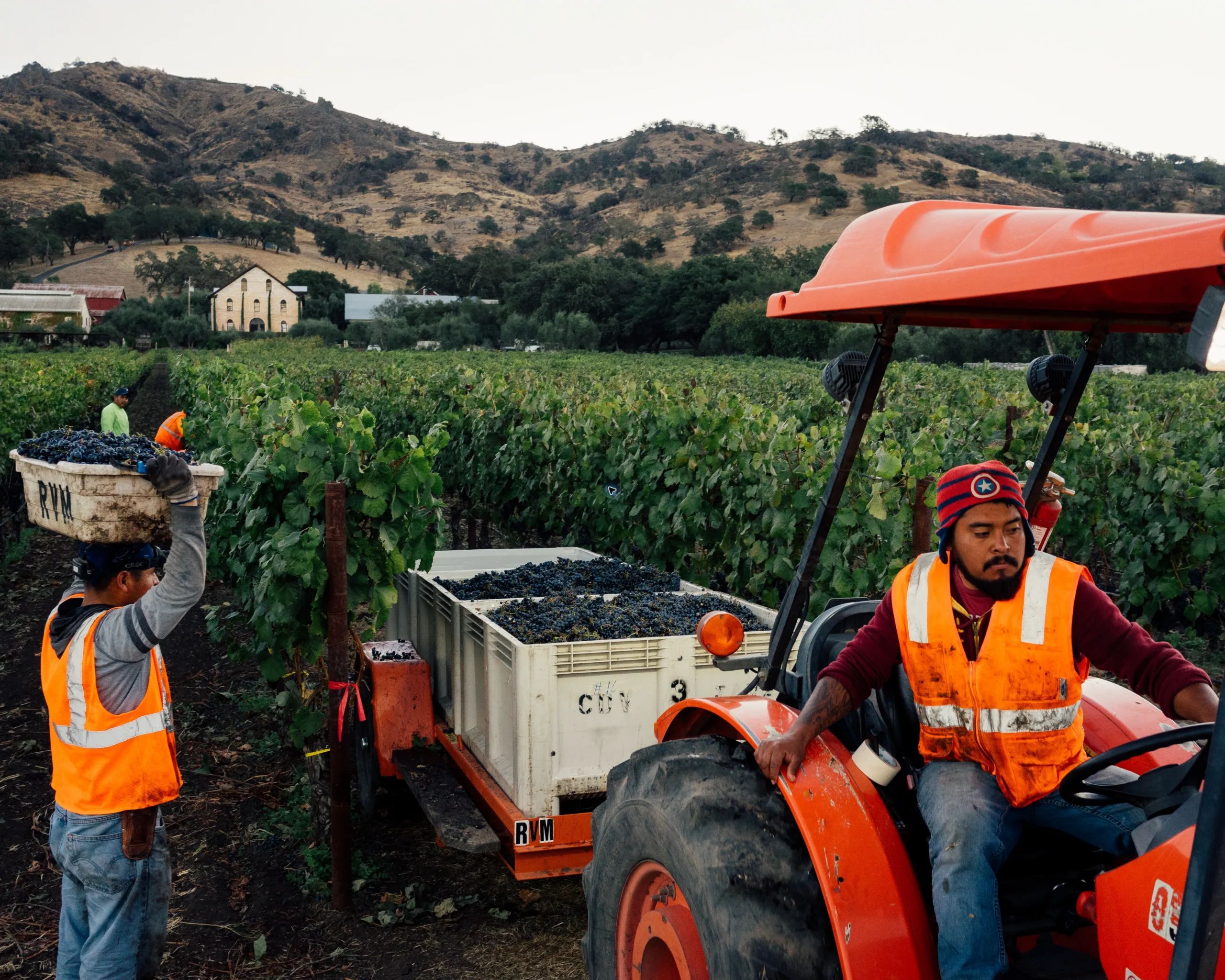 James Regusci Jr. working harvest in Stags Leap District