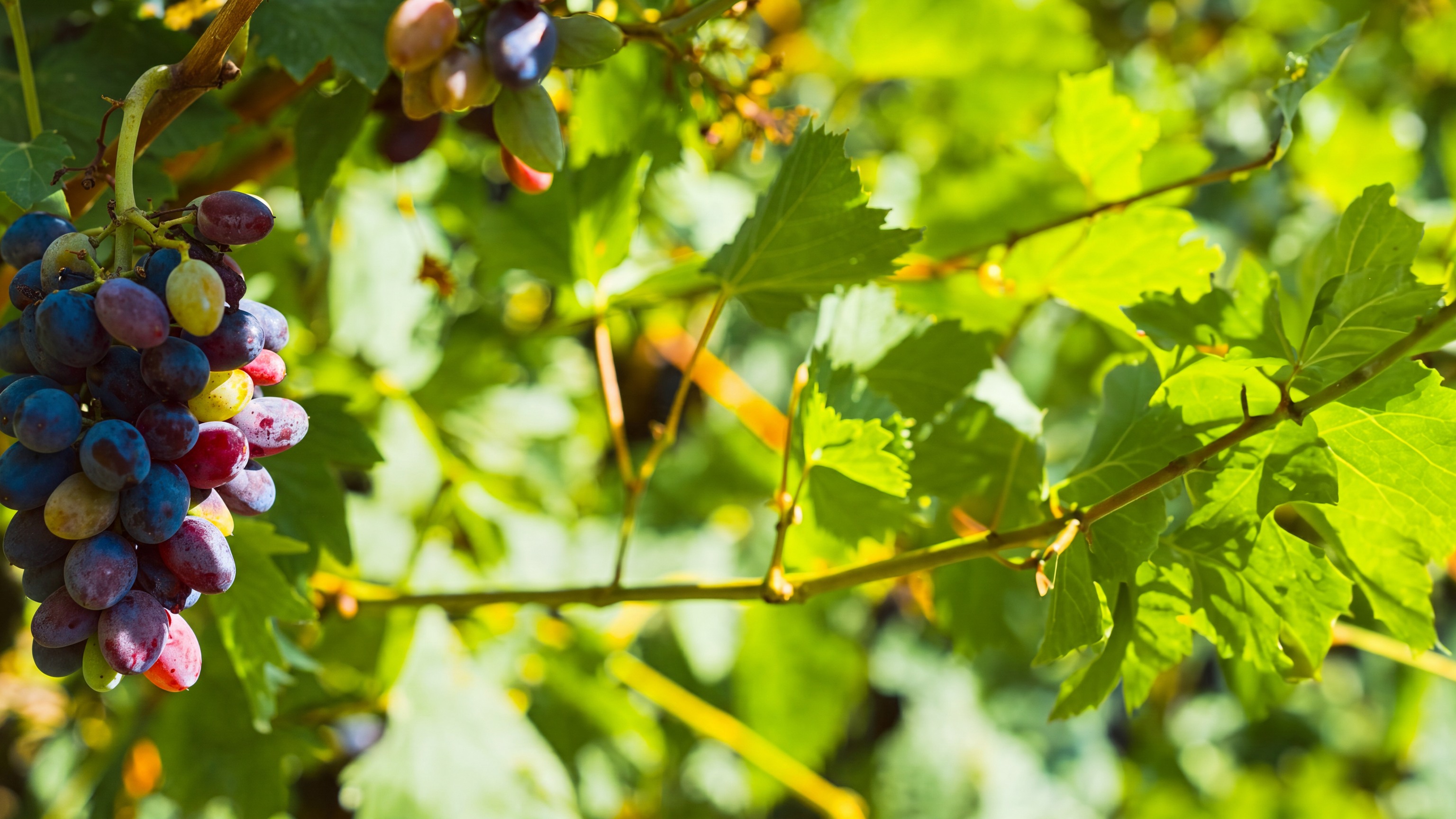 Editorial close-up of Cabernet Sauvignon grapes in a vineyard