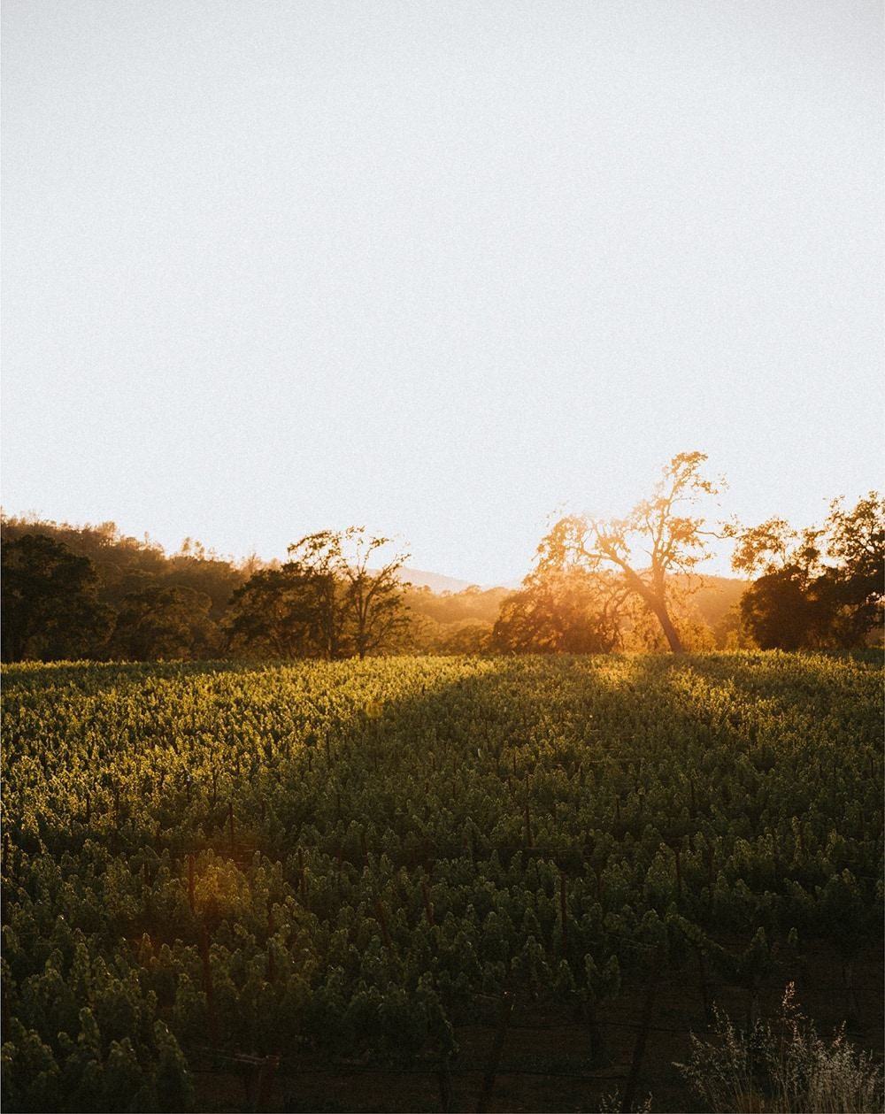 Matthew Wallace vineyard rows