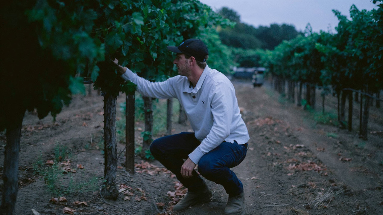 Four Doors founder inspecting Cabernet vines in a Napa Valley row