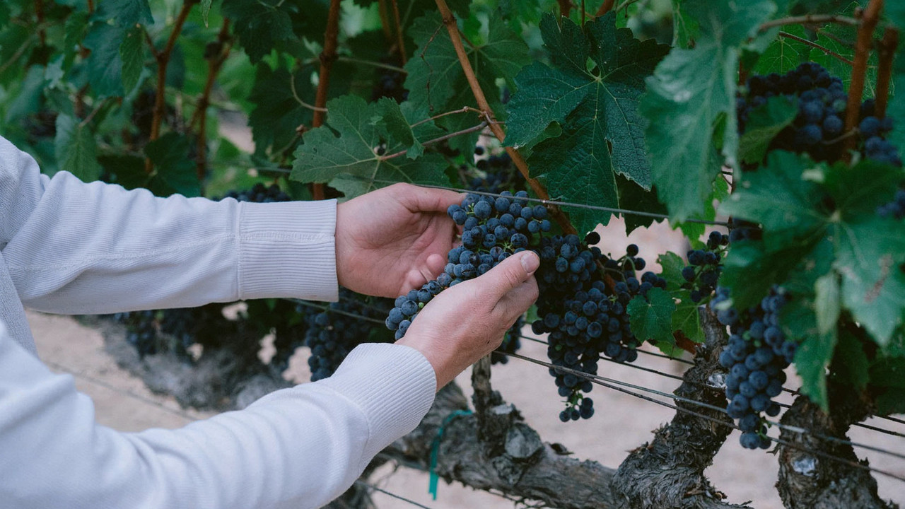 Hands inspecting a dark Cabernet grape cluster on the vine