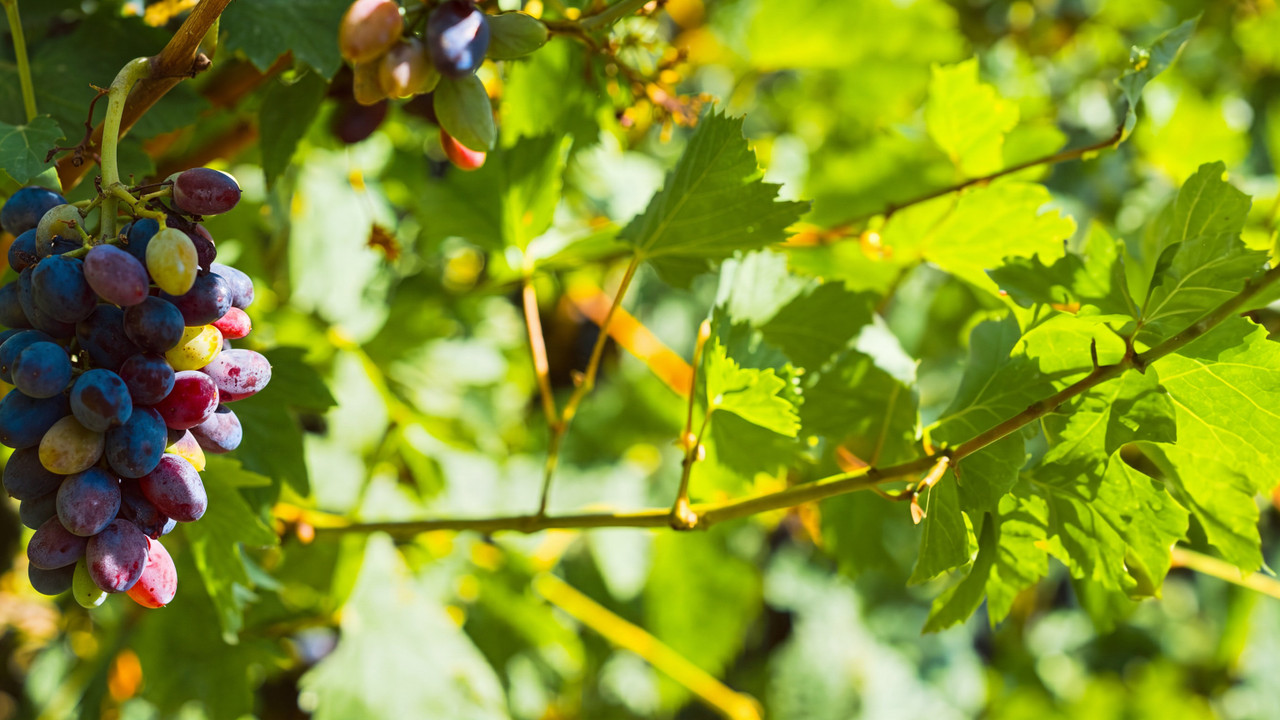 Dark wine grapes hanging in a sunlit vineyard canopy