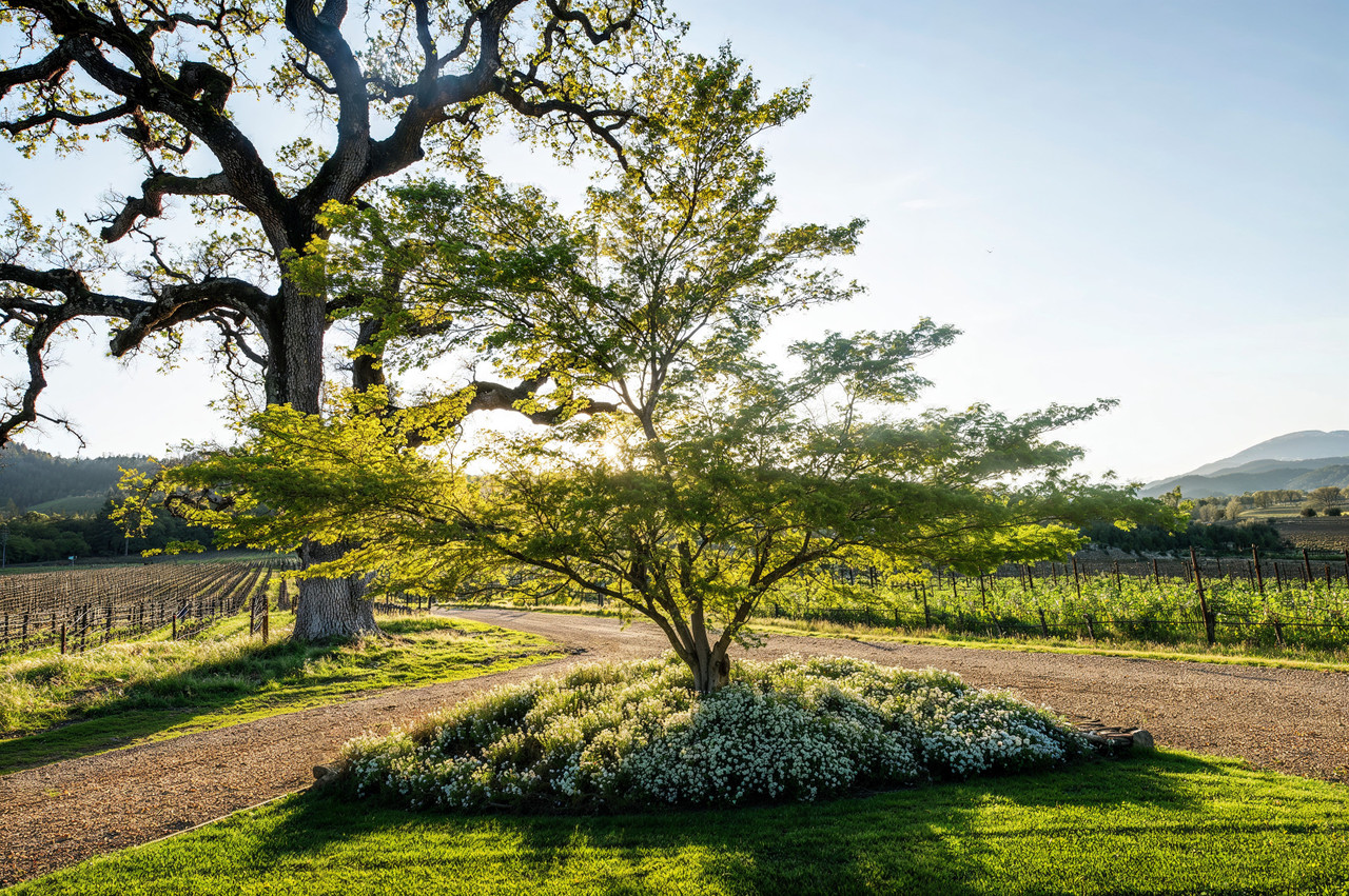 Shibumi Knoll vineyard