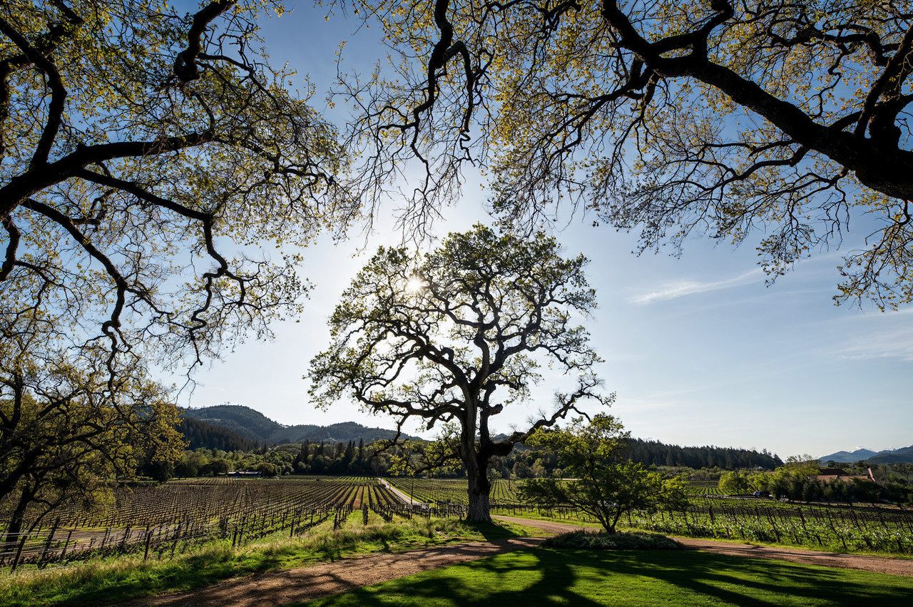 Shibumi Knoll vineyard