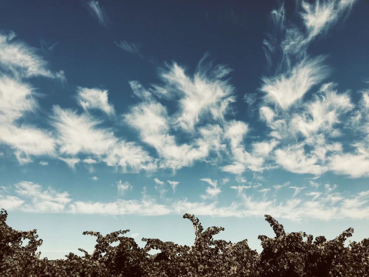 Te Mama vineyard