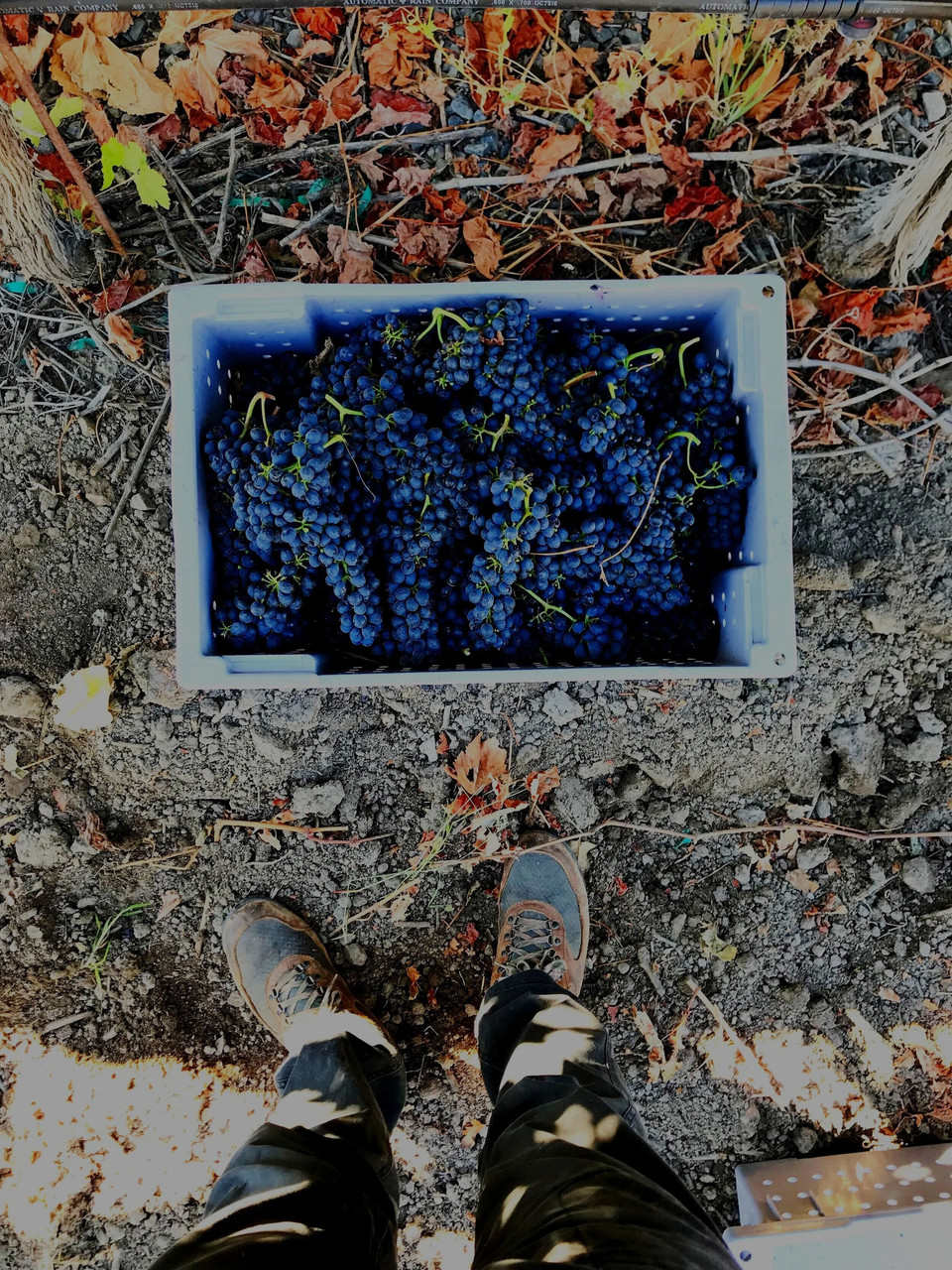 Te Mama vineyard