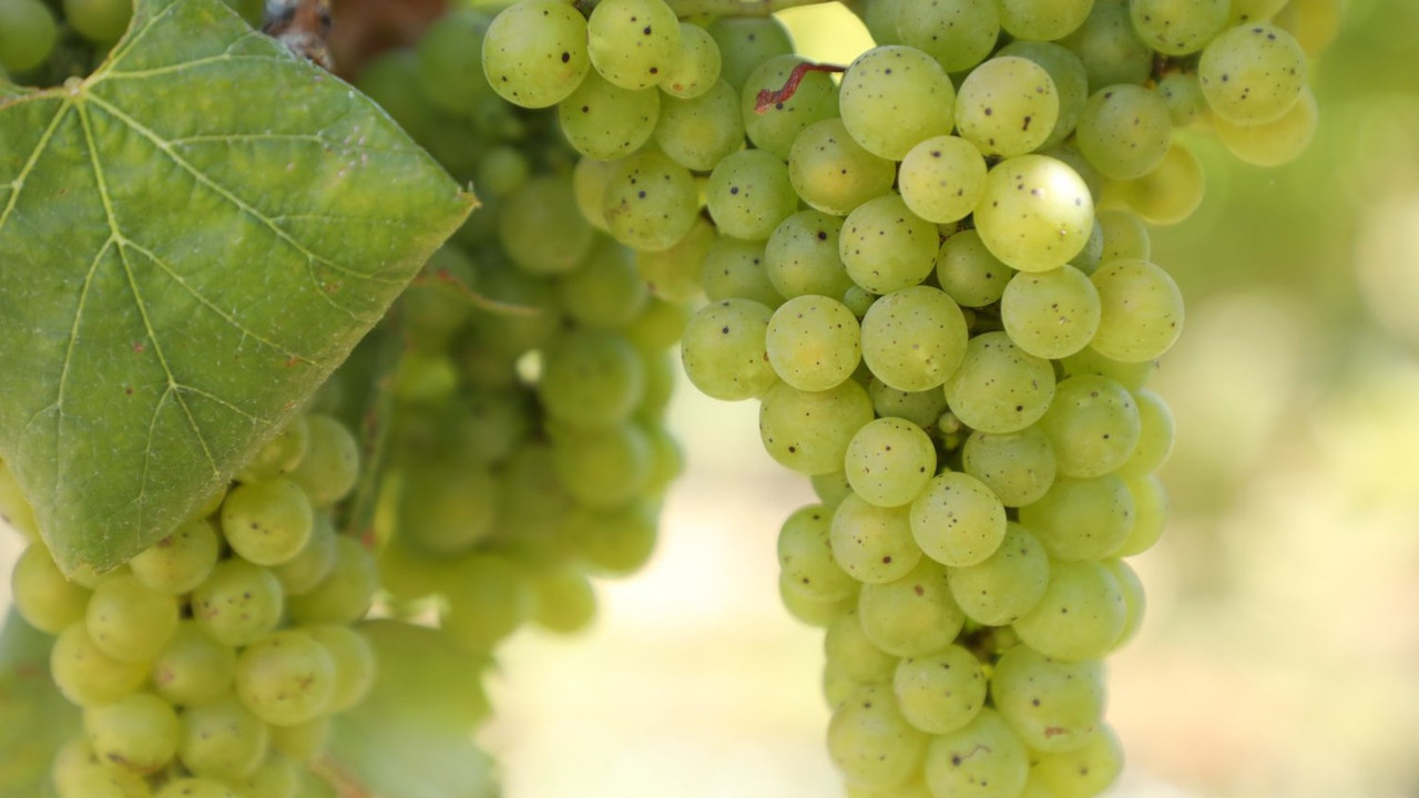 Sorélune vineyard