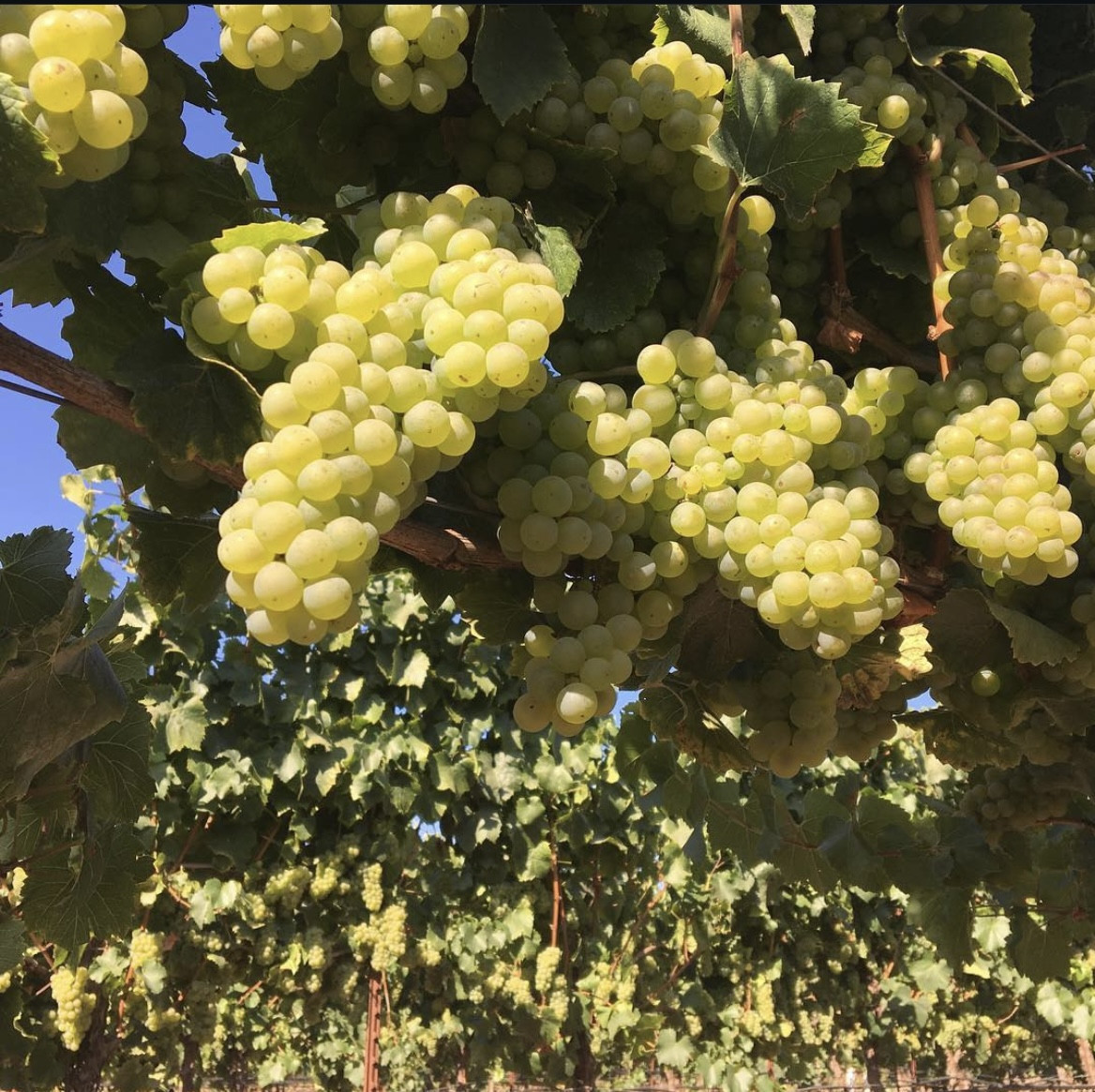 Ripe clusters