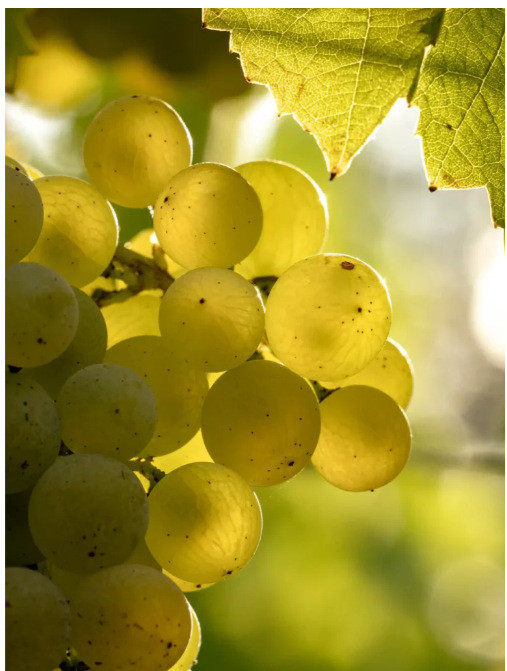 Ripe clusters