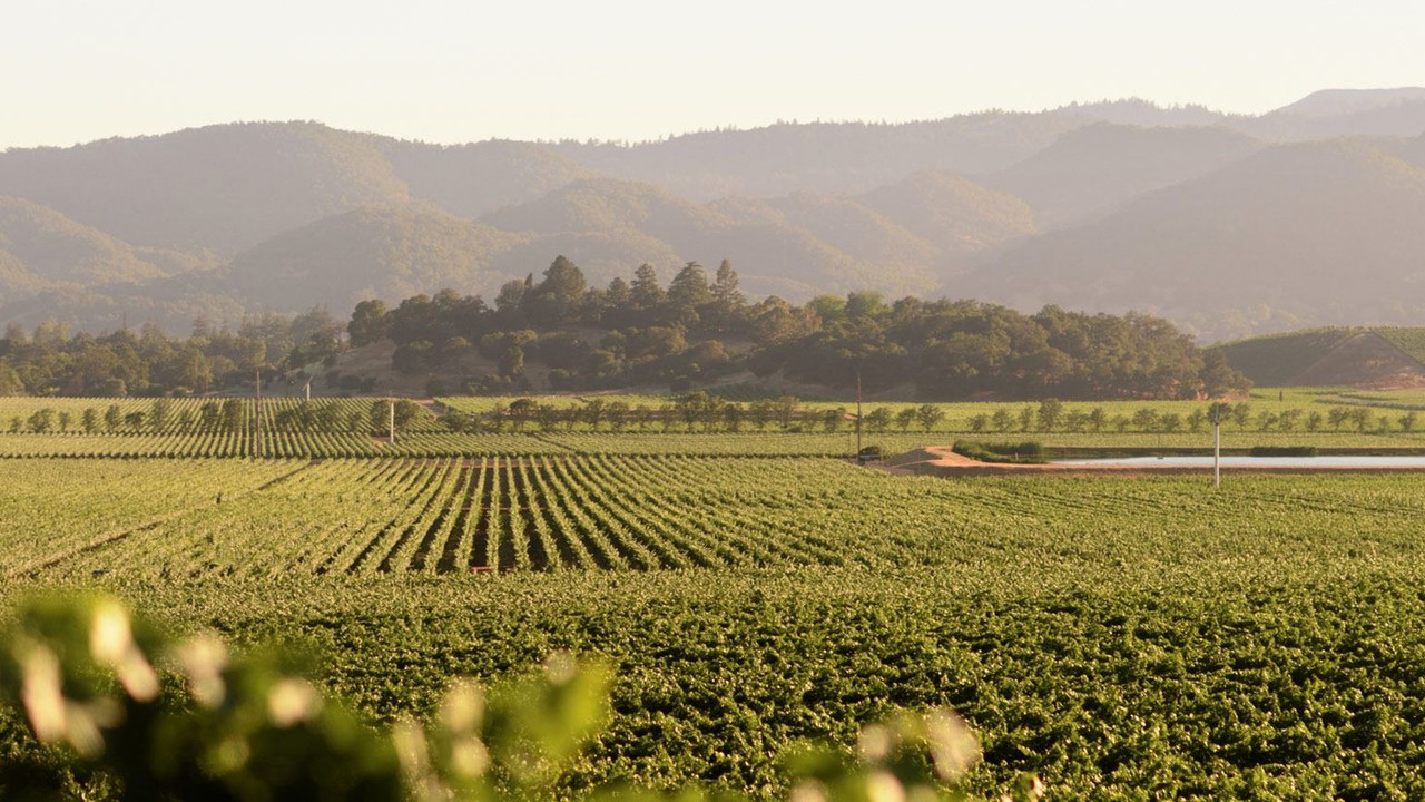 Matthew Wallace vineyard