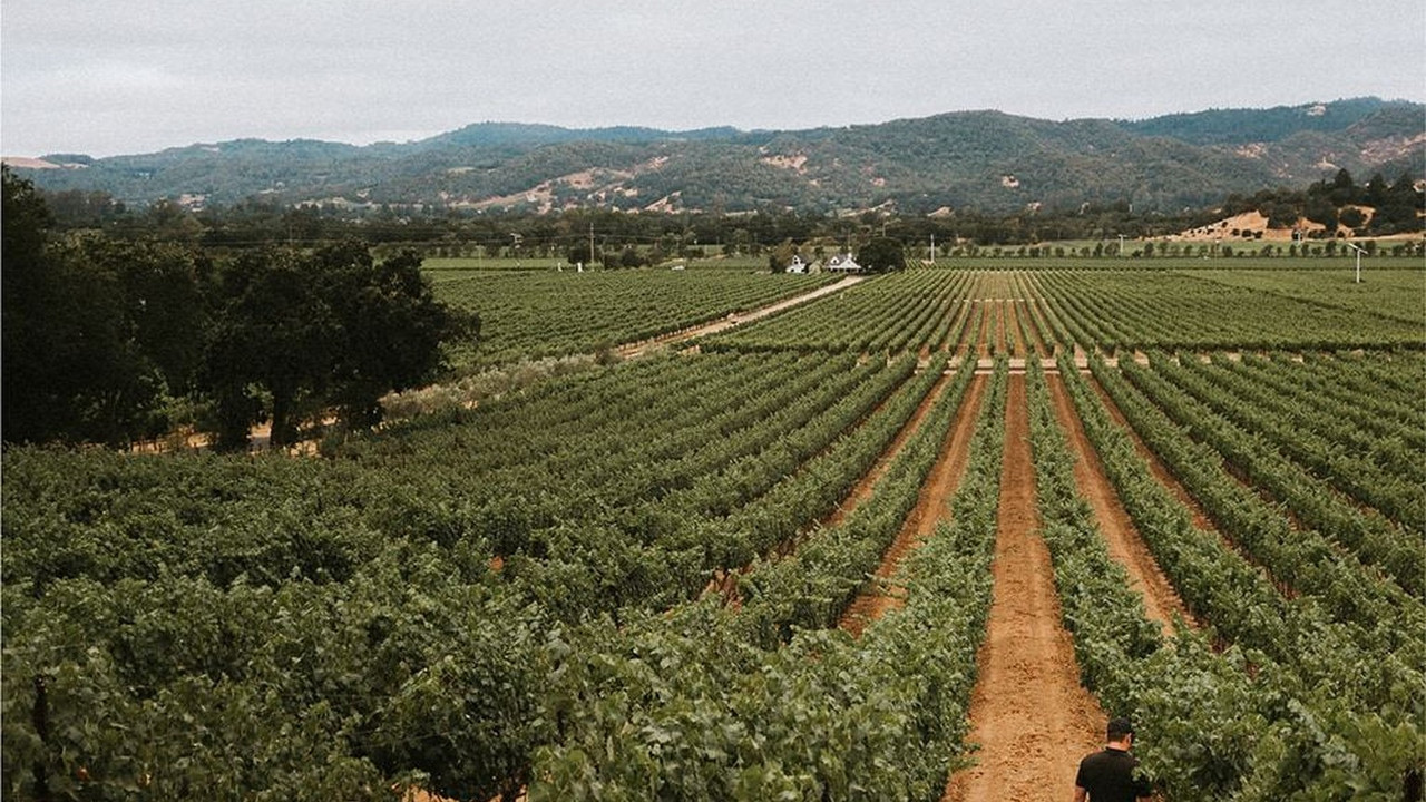 Matthew Wallace vineyard