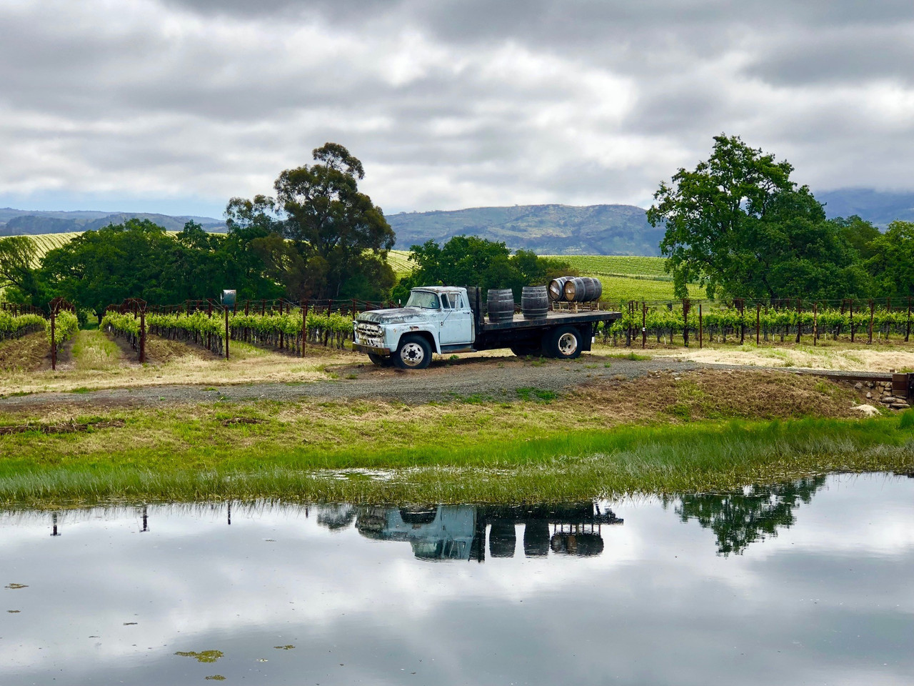 Reynolds Family Winery vineyard