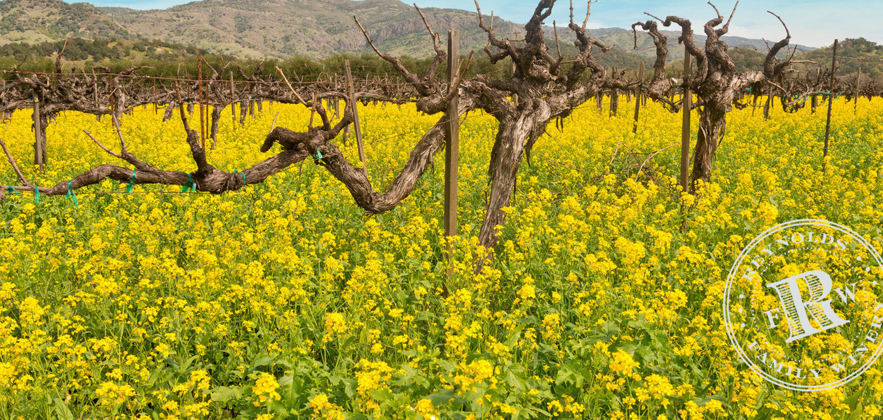 Reynolds Family Winery vineyard