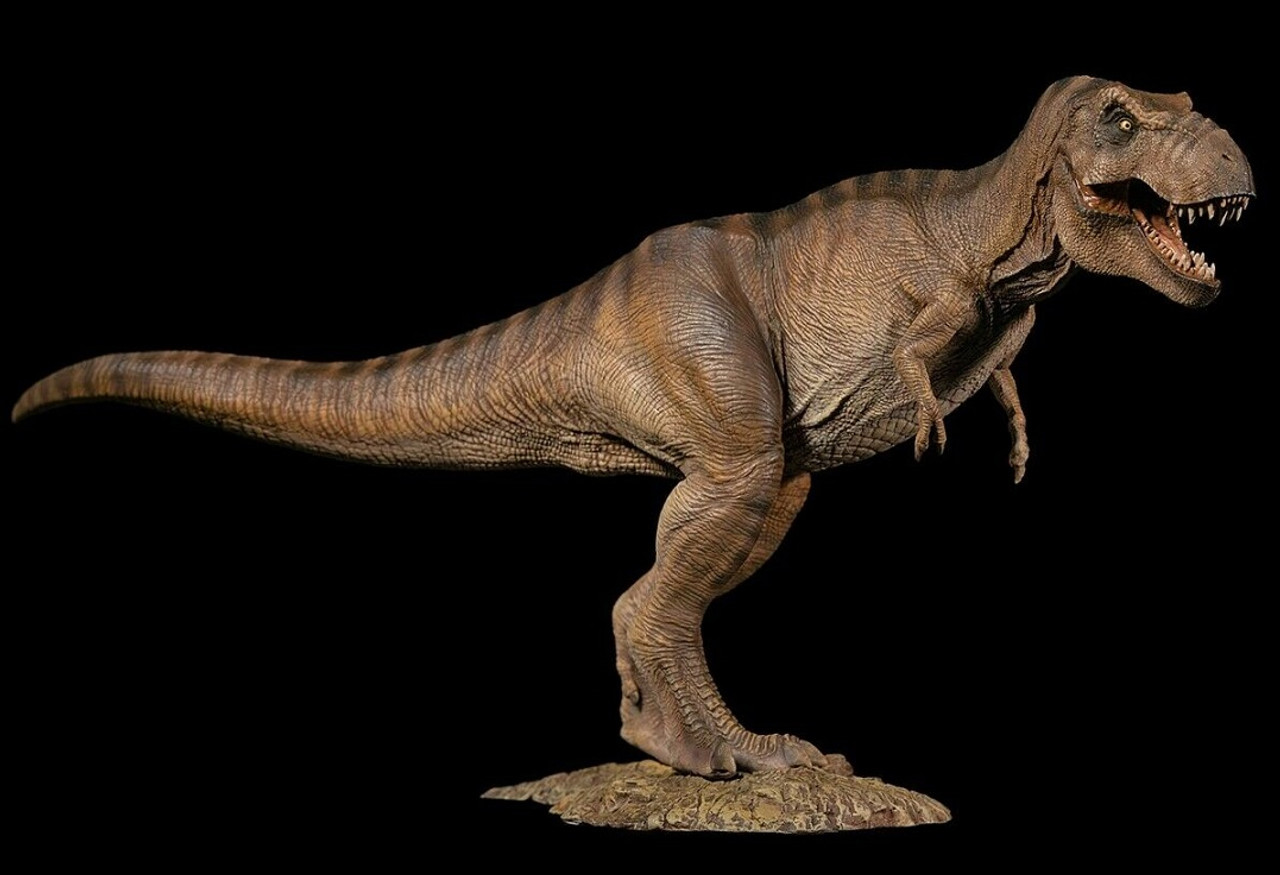 Tyrannosaurus Female By W Dragon Dan S Dinosaurs