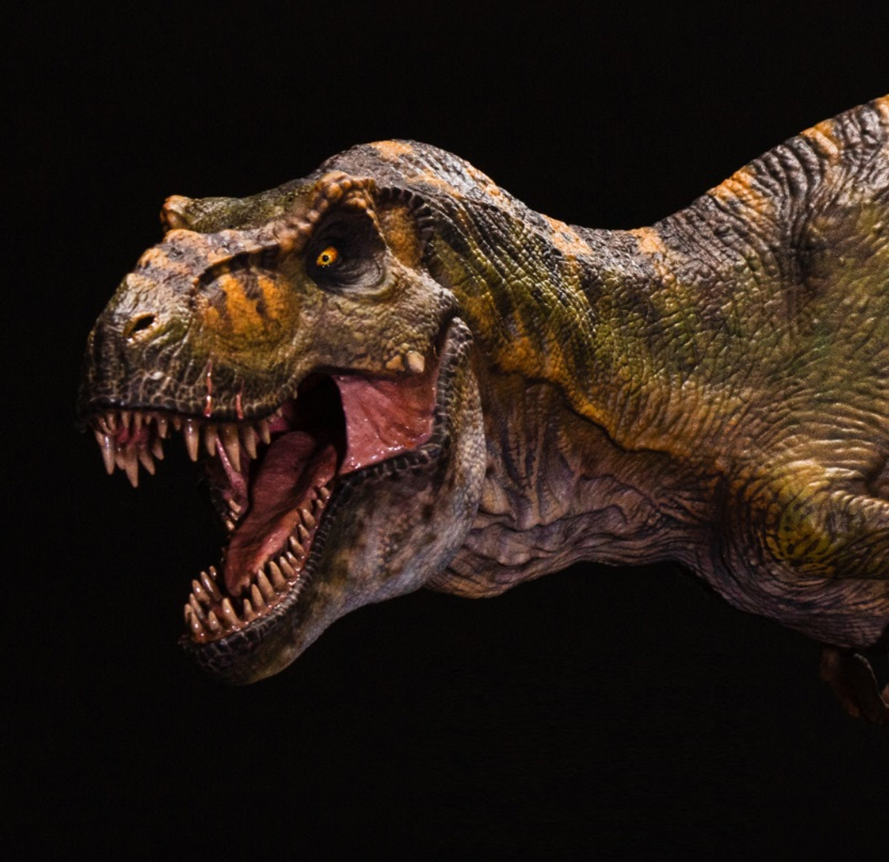 Tyrannosaurus 1:20 by W-Dragon