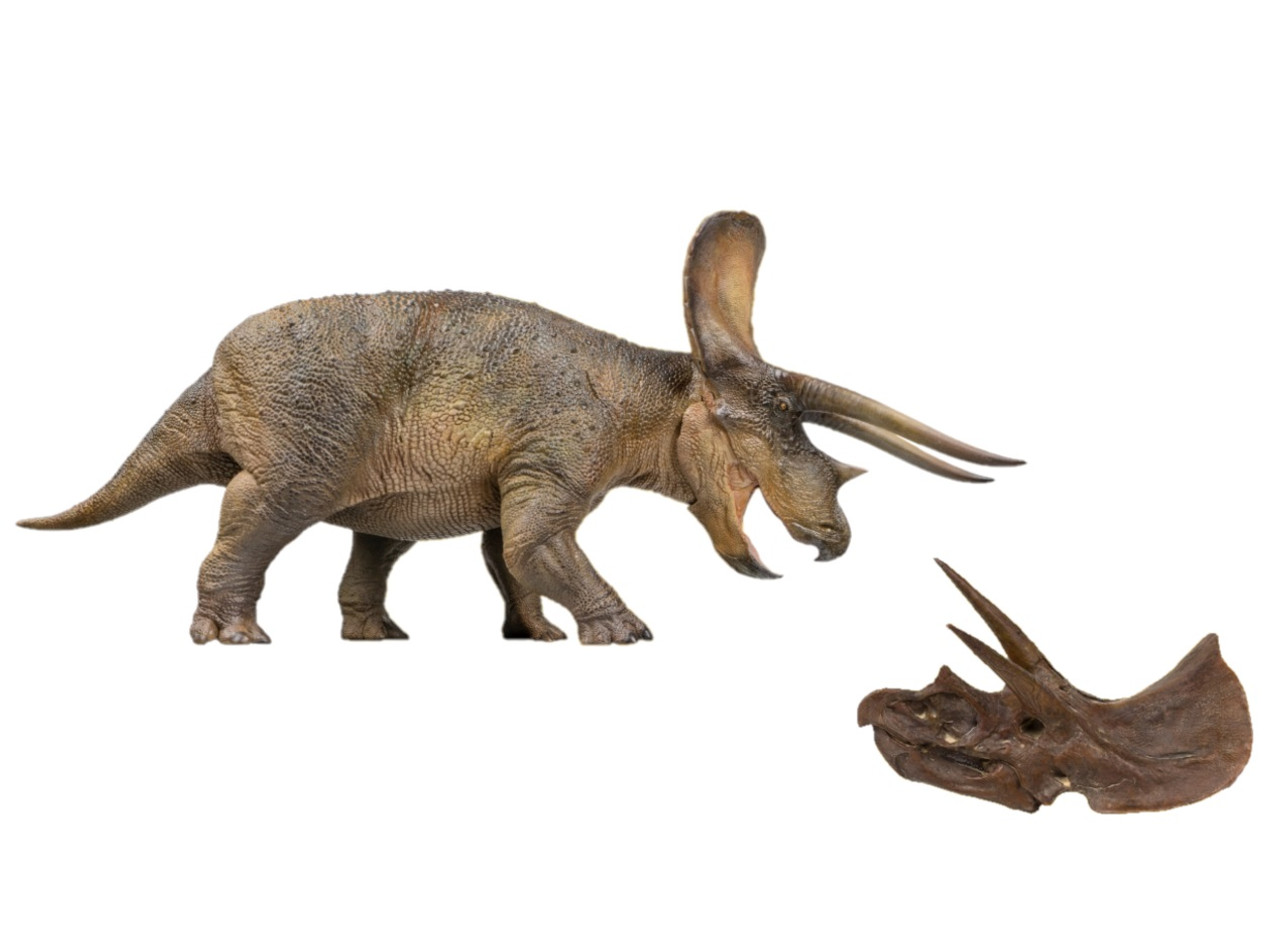 PNSO Dinosaur Museums Series:New Doyle The Triceratops 1:35 Scientific Art Model 