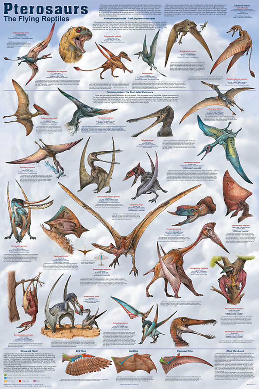 Pterodactyl or Pterosaur?