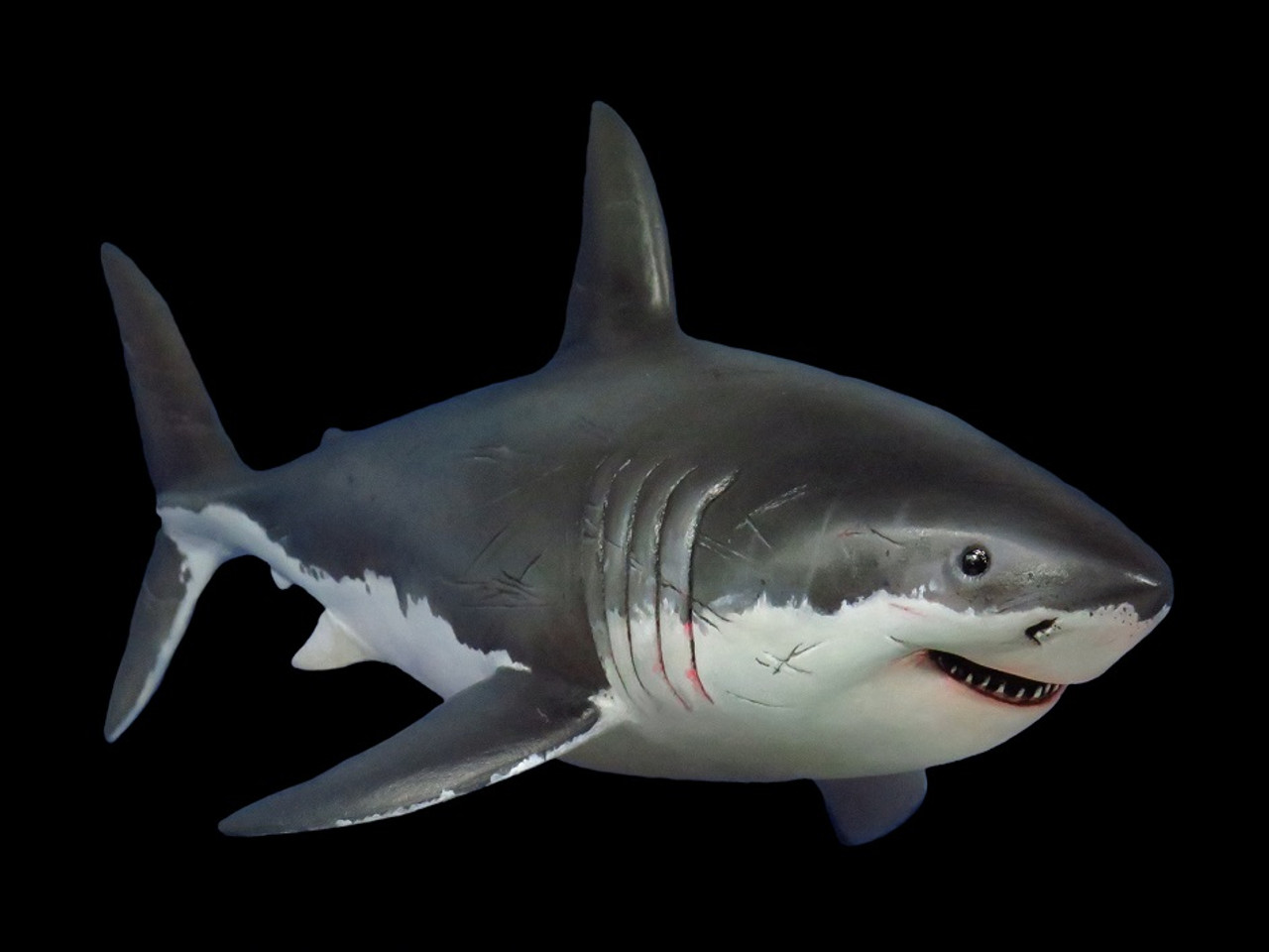 Great White Shark Resin Kit by MO Models