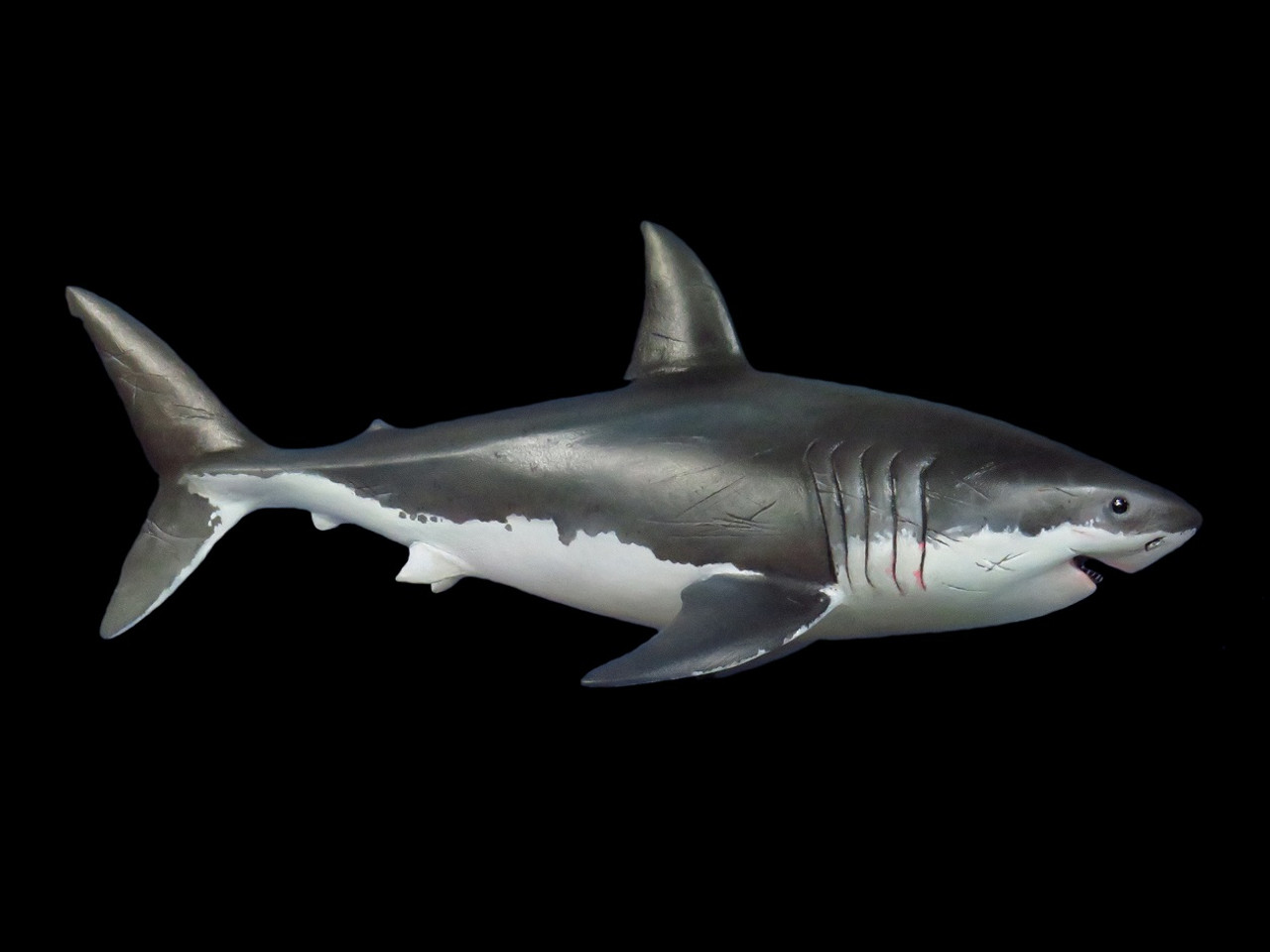 Great White Shark Resin Kit by MO Models