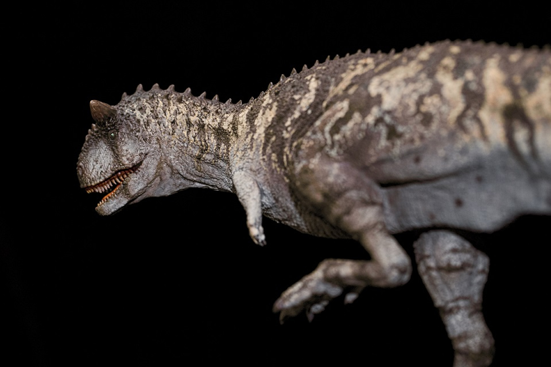 Carnotaurus amazon Clearance