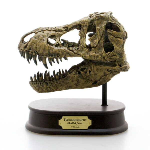 Tyrannosaurus Skull Replica by Favorite Co. Dan's Dinosaurs