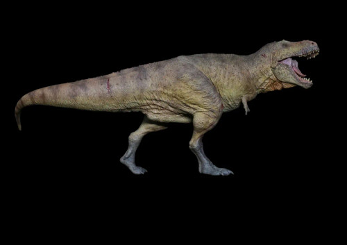 Tyrannosaurus "Scotty" Finished Model by Showanna