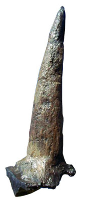 Triceratops Brow Horn